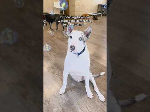 3-Legged Dog See's Bubbles For The First Time #shorts