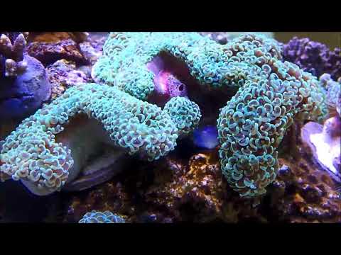 脈狀榔頭珊瑚 Anchor Coral；Hammer Coral  2k