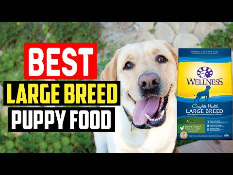 ✅Top 5 Best Large Breed Puppy Food in 2023