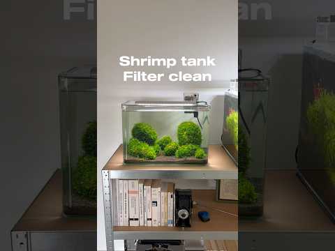 Filter clean #aquascaping #aquarium #aquascape #fishtank #plantedtank #fish #bettafish #fishkeeping