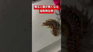 簡単に釣れてしまう超危険生物 #Shorts