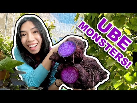 Giant Ube (Purple Yam): Must know this before you plant! ⚠️