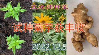 王老师种菜：试种菊芋获丰收