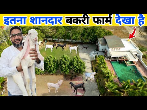 गुजरात का शानदार बकरी फार्म | Goat farm in Gujarat