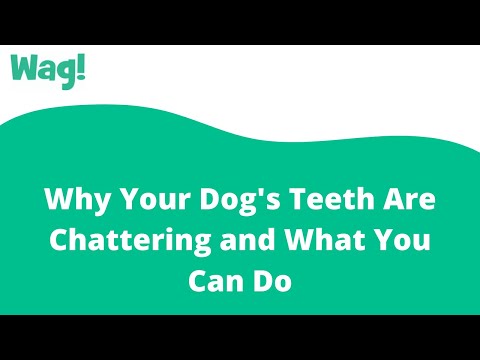 Why Your Dog's Teeth Are Chattering and What You Can Do | Wag!