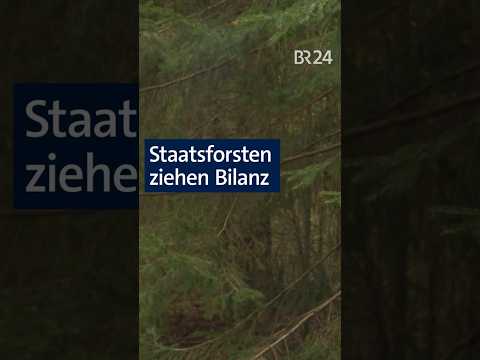 Bayerischen Staatsforsten ziehen positive Bilanz #shorts #wald #forst