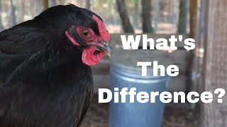 Heritage Vs Commercial Poultry