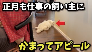 正月も休みなく働く飼い主に全力でかまってアピールする猫【関西弁でしゃべる猫】【猫アテレコ】