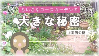 【ちいさなお庭実例】バラと宿根草を楽しむ庭の秘密