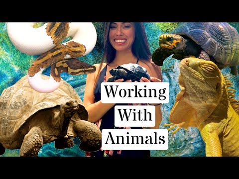 Working With Animals