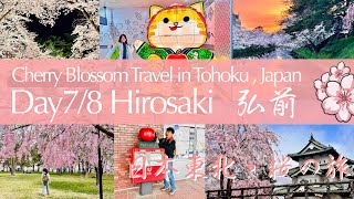 Cherry Blossom in Hirosaki, Japan Day7/8 Hirosaki Castle Park 20240420&21🌸Hirosaki Park Aomori