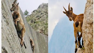 Mountain Goats - The Incredible Ibex Defies Gravity Despite Its Hooves