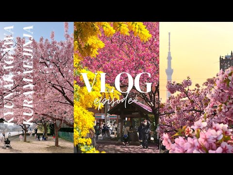 VLOG #4 平井 | 藏前 | 東京都內2個賞櫻好去處 | 舊中川河津櫻x Skytree x電車打卡熱點|新興文青區藏前櫻花x銀荊花秘境| 2022年花見系列 #日本旅行#櫻花 #skytree