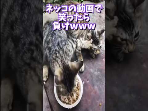 ネッコの動画で笑ったら負けｗｗｗ　#2ch #2ch動物スレ #2ch面白いスレ #動物 #犬 #猫 #癒やし #ねこ