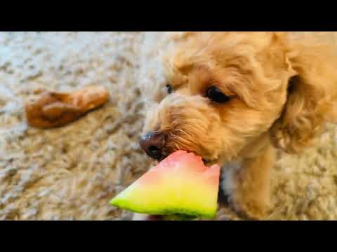 【ぼんちゃんねる】スイカのてっぺんを食べるぼんちゃん