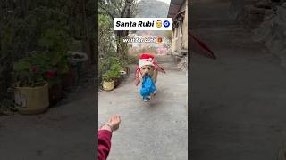 Santa Rubi 😍 || labra rubi || #youtubeshorts #shorts #labrador #doglover #cute #christmas #trending