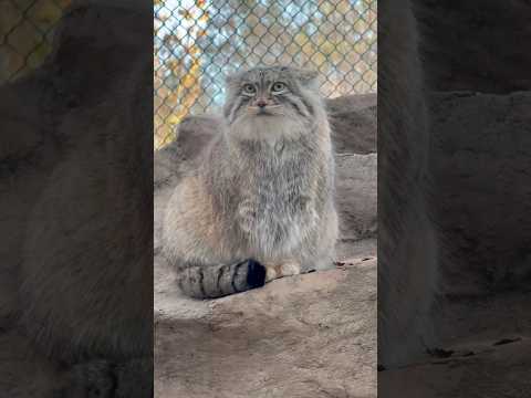 #shorts ロックの上にはオリーヴァちゃん　マヌルネコ　埼玉県こども動物自然公園　2024年12月21日