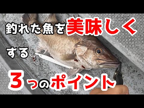 釣れた根魚を2倍美味しく長持ちさせる方法！30秒でできる熟成前の必須処理　〆めと血抜き方法