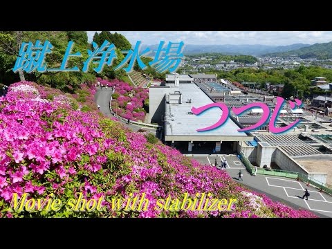 【Outing spot in Kansai】Taking azalea blooming at Kyoto Keage with a stabilizer fitted with DMC-FZ200