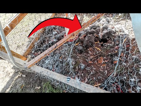 they KILLED ALL OF THEM {watch this before you use chicken wire}