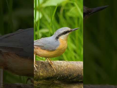 A Journey Through India’s Most Beautiful Birds#IndianBirds#IndianWildlife#BirdLovers