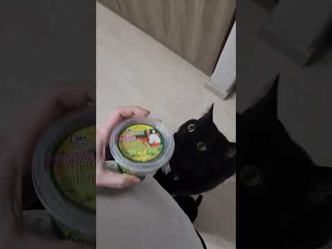 고양이가 마약에 중독됐네요 ㅋㅋ I got my cat addicted to weed #cats #catnip #pets