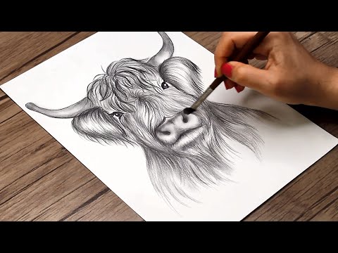 How to Draw a Highland Cow Step by Step | Highland Cow Head Sketch