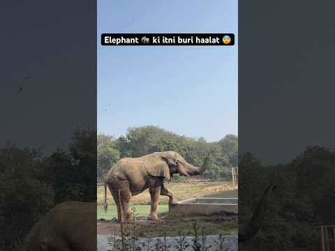 Elephant 🐘 ki itni buri haalat Delhi zoo 😨#kruger #tiger #zoo #shorts #viralvideo #viralshorts