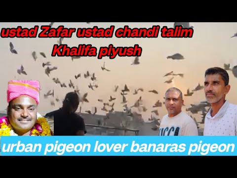 ustad Zafar ustad chandi talim Khalifa piyush urban pigeon