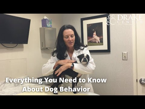 Everything You Need to Know About Dog Behavior