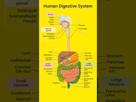 Human Digestive System Educational Video