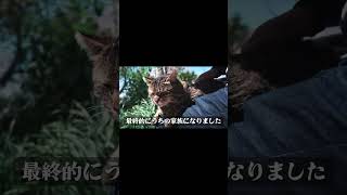 公園で目撃されたのは２歳くらいのメスの捨て猫【第４回＃推し猫グランプリ】