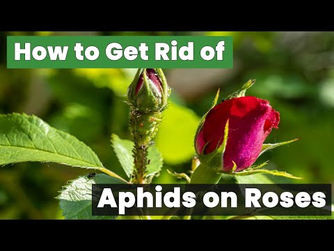 How to Get Rid of Aphids on Roses Organically - Step-by-Step Guide!