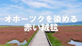 一足早い秋 サンゴ草 オホーツクの青空を巡る【4K】北海道 道東 オホーツク  網走市 大空町 女満別 絶景  癒し 観光 旅行