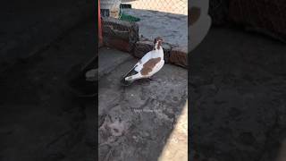 🔥Laal Kaabri😍Madin💥 #shorts #shortsfeed #shortvideo #ytshorts #birds #pigeon #kabootar #viral #trend