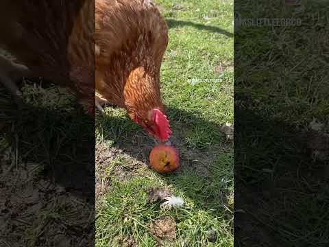 How do you eat yours? 😊 #chickenvideo #shorts #nectarine