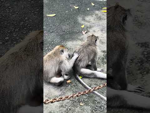 Witness the Pure Happiness of a Monkey Enjoying Social Grooming #shorts #travel