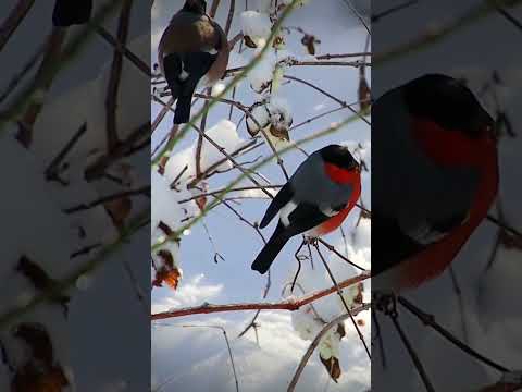 #wildlife Bullfinches in winter #birds