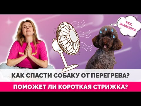 Как помочь собаке пережить жару? Короткие стрижки и способы охлаждения