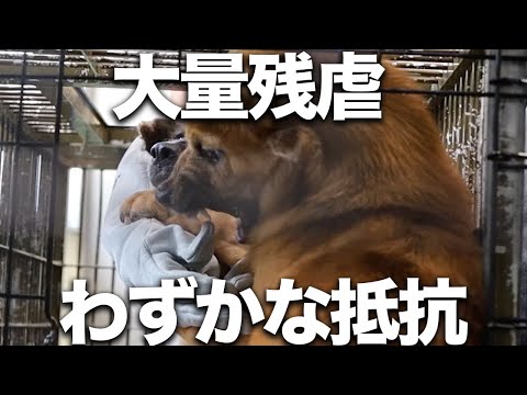 【惨劇】なぜ過ちを繰り返すのか？強制収容され処分される犬たち