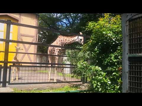 【少子化対策】アミメキリン　羽村市動物公園