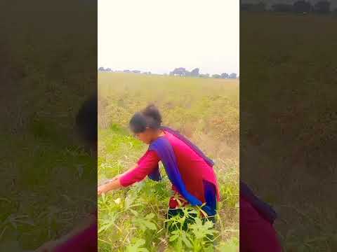 #okra #ladysfinger #farming #gardeningreel #ruralfarming #bmmultitasks