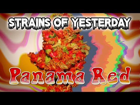 Strains of Yesterday : Panama Red