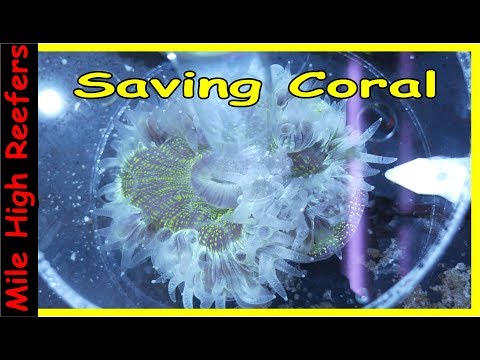 Reviving LPS Coral Thru Feeding