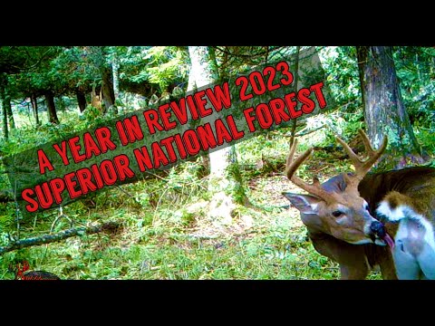 A Year in Review 2023 Trail Camera Video - Superior National Forest