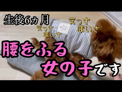 【閲覧注意】女の子なのに生後６ヶ月で腰を振ります(TT)