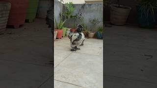 Grey Silkies Bantam  #bantam #chicken #chickenbreed #birds #bantamchicken #silkie