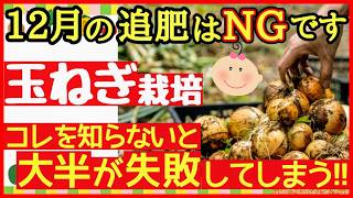 玉ねぎは追肥のタイミングとやり方が超重要！立派なタマネギを育てる12月に行う1回目の追肥～初心者・タマネギの育て方～