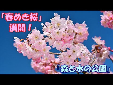 【4K】「春めき桜」満開！＠森と水の公園 in 南足柄2024