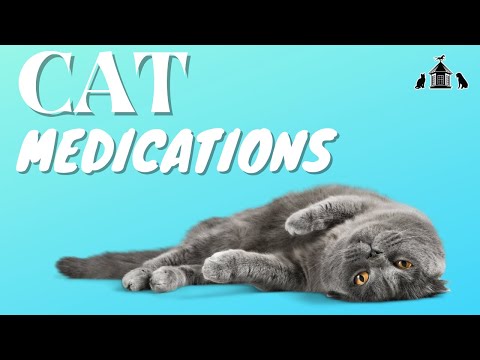 What to Know About Your Cat's Medications